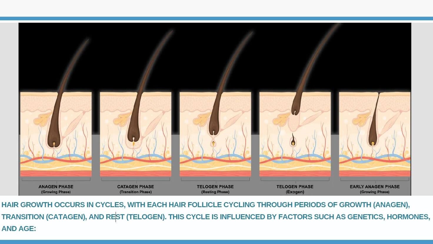 The stages of Hair Growth